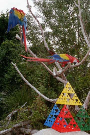 Real image of stage-4 sierpinski tetrahedron against Scarlett Macaws at Phoenix Zoo.