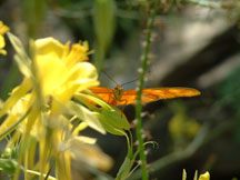 Butterfly: Dryan julia (Julia)