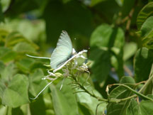 Great Southern White with Bauhinia mexicana (Orchid Tree)