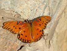Butterfly: Agraulis vanillae (Gulf Fritillary)