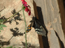 Butterfly: Papilio troilus (Spicebush Swallowtail)