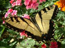 Papilio rutulus (Western Tiger Swallowtail)