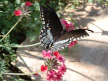 Papilio troilus (Spicebush Swallowtail)