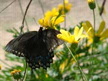 Spicebush Swallowtail with Golden Euryops blooms