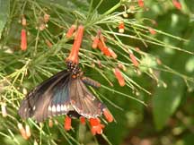 Papilio troilus (Spicebush Swallowtail) with Russelia equisetiformis (Firecracker Plant)