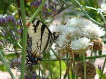 side view of Papilio rutulus (Western Tiger Swallowtail) with 'White Joystick' and Statice