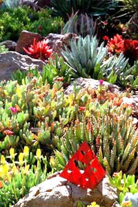 Red-leaf plants: Crassula 'Campfire'.  Inbetween: black-tipped agave, an Agave macroacantha.  Groundcover: Maleophora crocea